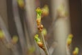 Green little buds on a brown branch of a bush