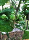 Green little eggplant tree