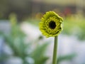 Green little flower