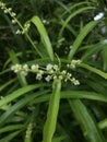 Green little flower high angle Royalty Free Stock Photo