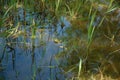 A green little frog in the water among the grass Royalty Free Stock Photo