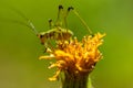 A green little grasshopper cricket sits on a flower. Royalty Free Stock Photo