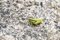 Green little grasshopper is on a natural rock. Royalty Free Stock Photo