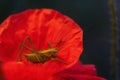 green little grasshopper sits on a red poppy flower Royalty Free Stock Photo