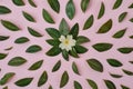 Green little leaves and flower represented over pink background separately.