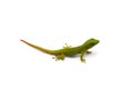 Green little Madagascar day gecko isolated on white background Royalty Free Stock Photo