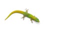 Green little Madagascar day gecko isolated on white background Royalty Free Stock Photo