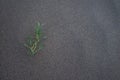 Green little plant growing in the desert sand Royalty Free Stock Photo