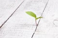 green little sprout grows through wooden boards