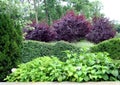 Green live border around garden Royalty Free Stock Photo