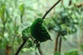 Verde uccello 