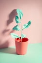 green and living coral color minimalist still life of dishes and roses painted