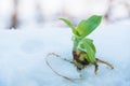 A green living plant flower lies on the snow with bare roots. Flower in the snow. Freezing defenseless plant