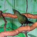 Green livingstones turaco standing on a tree branch, popular pet in aviculture, tropical bird from Africa