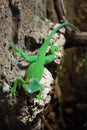 Green lizard Royalty Free Stock Photo