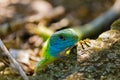 Green lizard Royalty Free Stock Photo