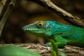 Green lizard Royalty Free Stock Photo
