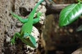 Green lizard Royalty Free Stock Photo