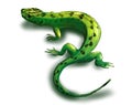 Green lizard Royalty Free Stock Photo