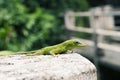 Green Lizard