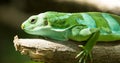 Green Lizard Royalty Free Stock Photo