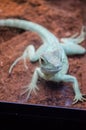 Green Lizard Agama stares through the glass in the Kiev zoo