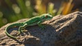 Vibrant Green Gecko on Rocky Surface, Basking in Sunlight Royalty Free Stock Photo