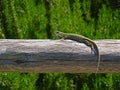 Green lizard basking in the sun Royalty Free Stock Photo