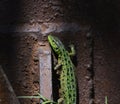 Green lizard basking in the sun Royalty Free Stock Photo