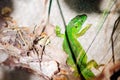 A green lizard is basking in the sun on a rock Royalty Free Stock Photo