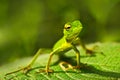 Green lizard. Beautiful animal in the nature habitat. Lizard from forest. Green Garden Lizard, Calotes calotes, detail eye Royalty Free Stock Photo