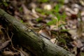 Green lizard. Beautiful animal in the nature habitat Royalty Free Stock Photo