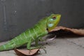 A green lizard with beautiful and colorful patterns.