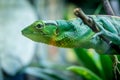 Green Lizard - Berthold`s Bush Anole Polychrus gutturosus Royalty Free Stock Photo