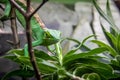 Green Lizard - Berthold`s Bush Anole Polychrus gutturosus Royalty Free Stock Photo