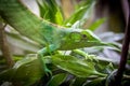 Green Lizard - Berthold`s Bush Anole Polychrus gutturosus Royalty Free Stock Photo