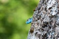 Green Lizard with blue head behind a tree