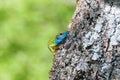 Green Lizard with blue head climbing on a tree