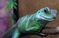 Green lizard on a branch