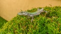 Green lizard on a bush with light background Royalty Free Stock Photo