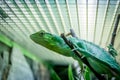 Green Lizard on a cage - Berthold`s Bush Anole Polychrus gutturosus Royalty Free Stock Photo