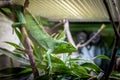 Green Lizard on a cage - Berthold`s Bush Anole Polychrus gutturosus Royalty Free Stock Photo