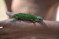 Green lizard on a children`s hand