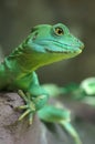 Green Lizard close-up Royalty Free Stock Photo