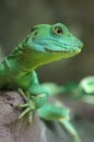 Green Lizard close-up