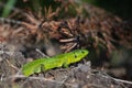 Green lizard closeup