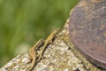 Green lizard on the concrete next to the metal pillar. Small lizard getting scared and retreating to its hide.Outdoor