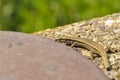 Green lizard on the concrete next to the metal pillar. Small lizard getting scared and retreating to its hide.Outdoor