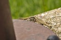 Green lizard on the concrete next to the metal pillar. Small lizard getting scared and retreating to its hide.Outdoor