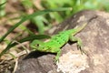 Anole Green lizard, Costa Rica